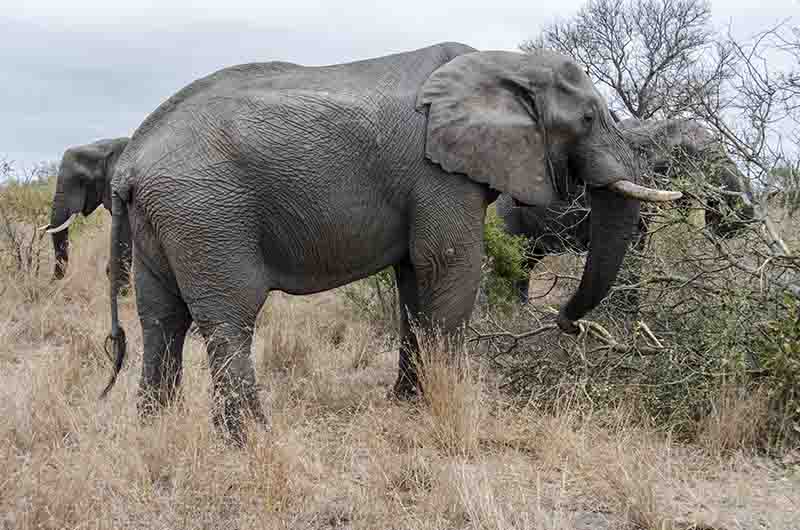 52 - Elefantes - reserva Sabi Sands - Sudafrica